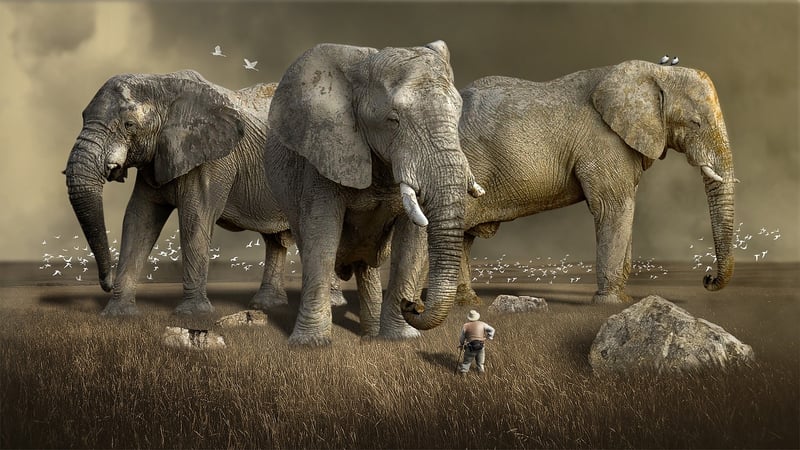 Safari Adventure