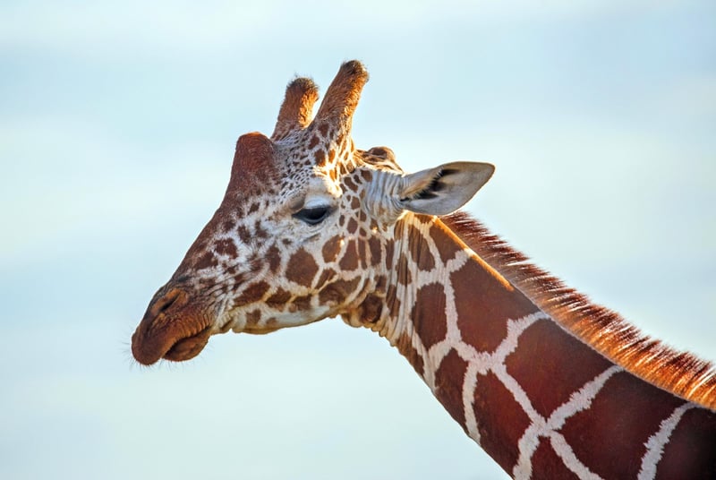 Safari Adventure