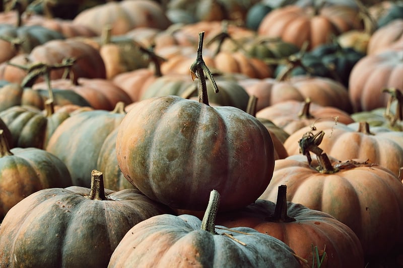 Fall Harvest
